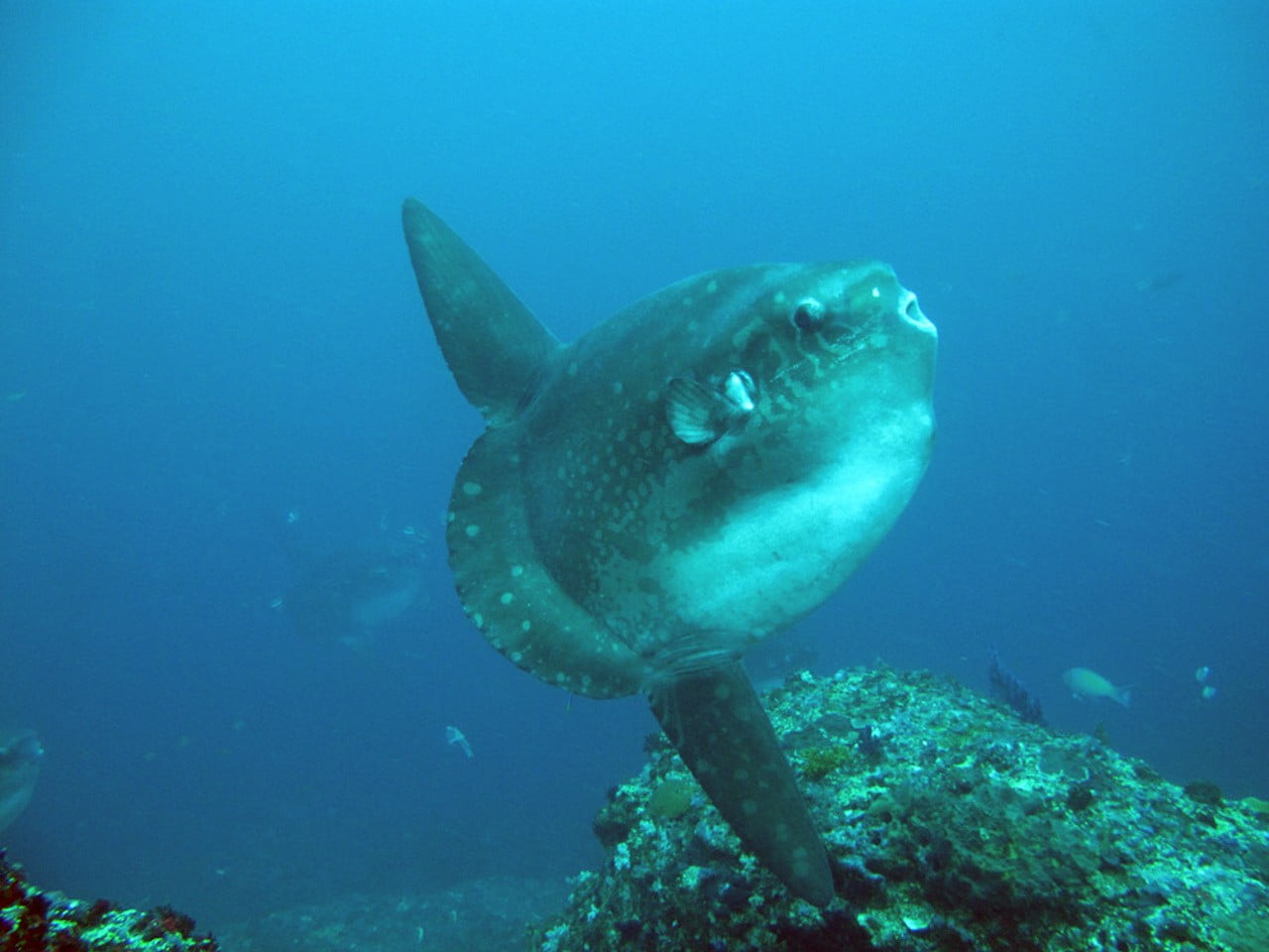 Mola Mola