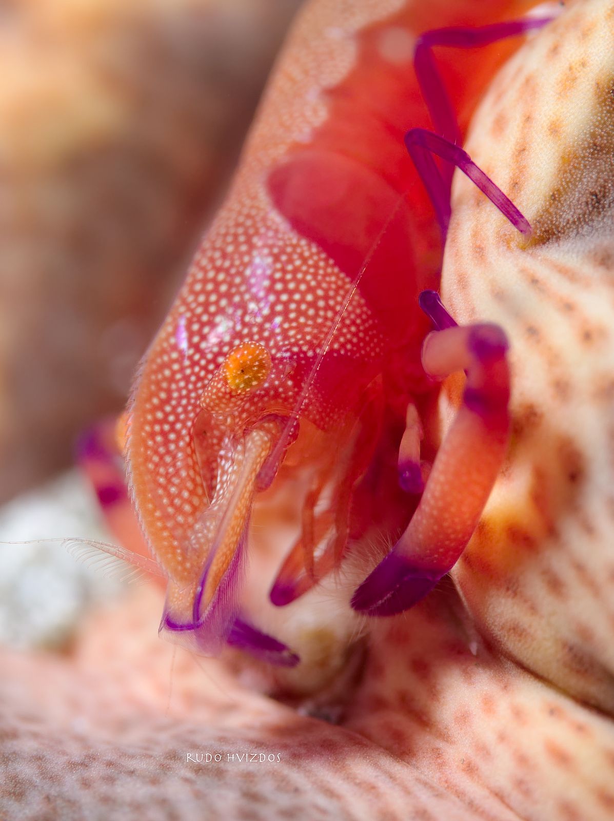  Diving in Bali - The Emperor Shrimp